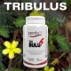 TRIBULUS (60 cap) - ZendaFit Touch